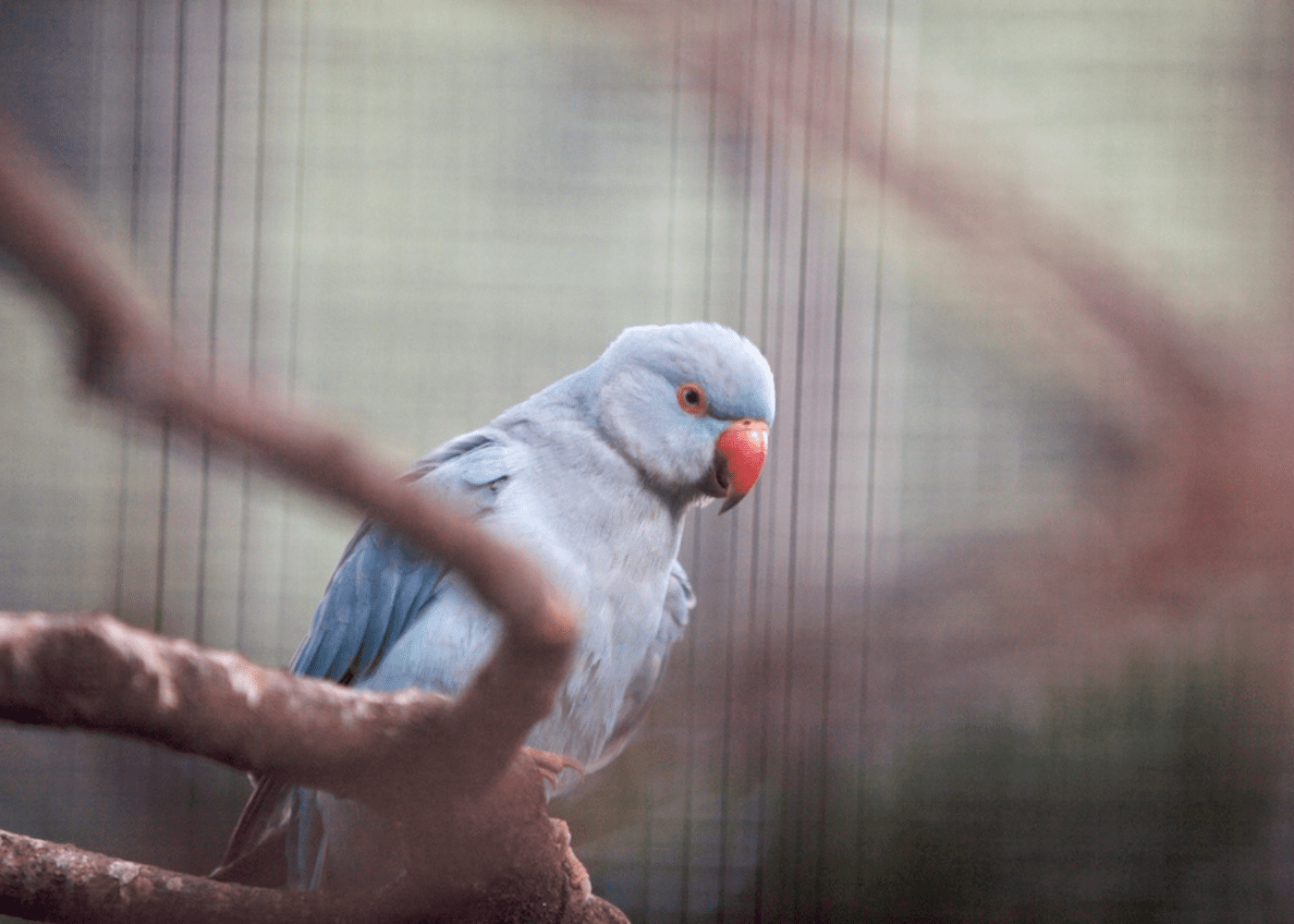 free-things-to-do-in-hong-kong-zoological-and-botanical-gardens