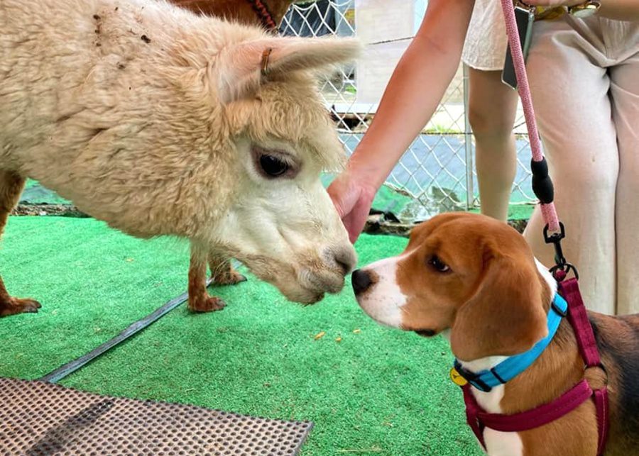 farms in hong kong alpacas animals kids pets