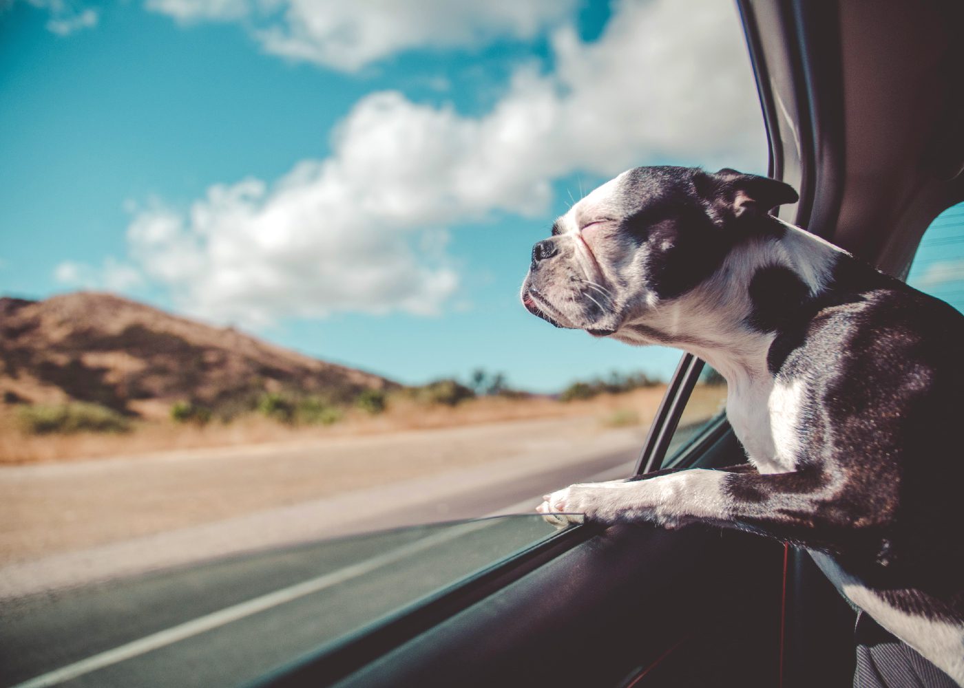 dog travel car window