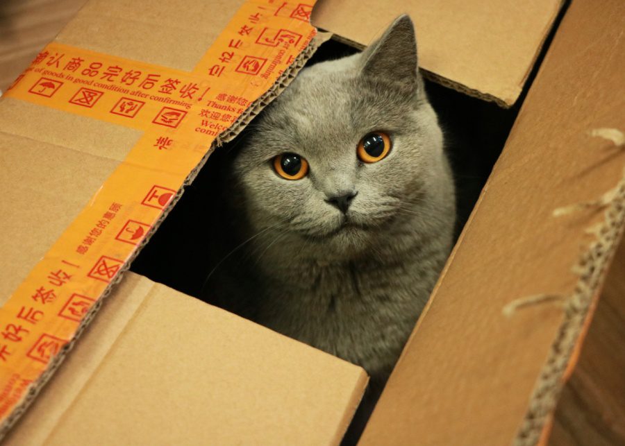 Relocating pets overseas What you need to know