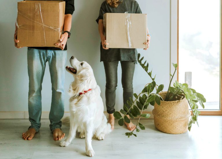 Relocating pets overseas What you need to know