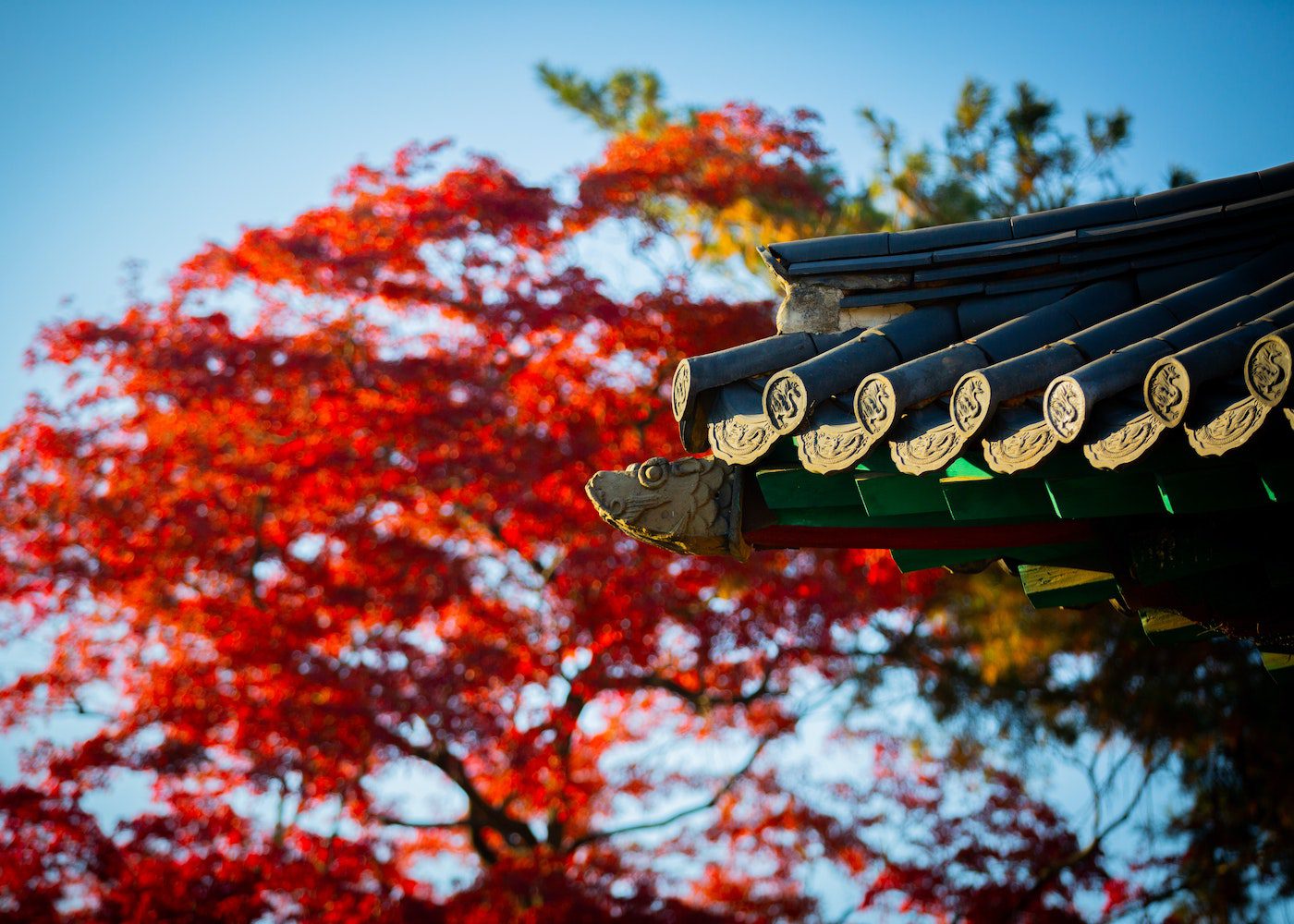 cities in south korea building red tree