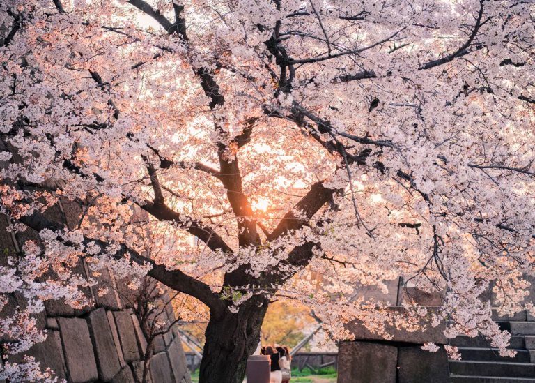 Where to see cherry blossoms in Hong Kong and beyond