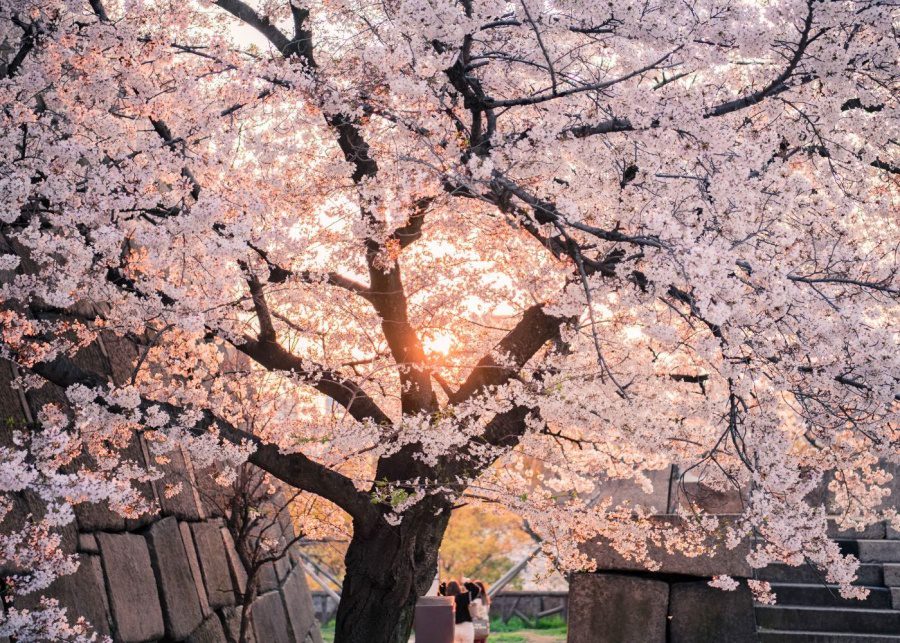 Where to see cherry blossoms in Hong Kong and beyond | Honeycombers