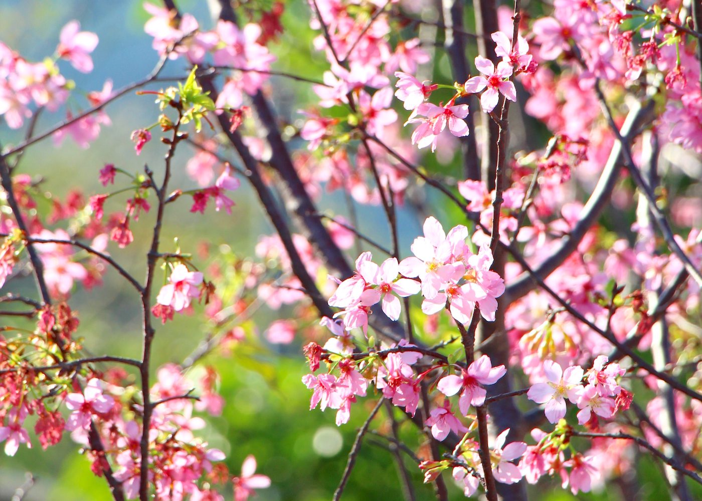 Where to see cherry blossoms in Hong Kong and beyond