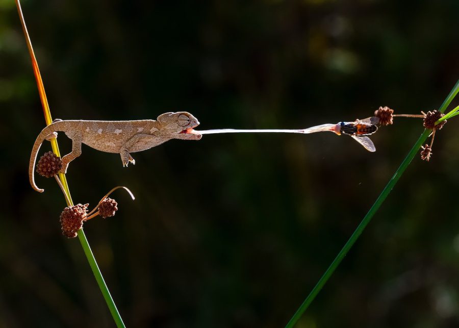 wiki loves earth chameleon eating a fly