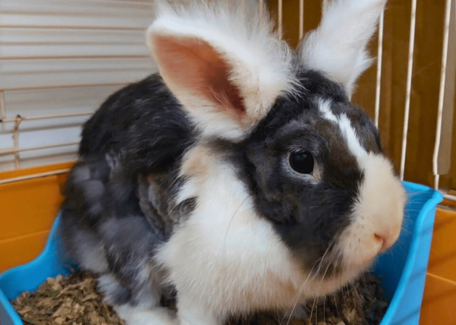 Hong Rabbit Adopt pets in Hong Kong from these amazing shelters | Honeycombers