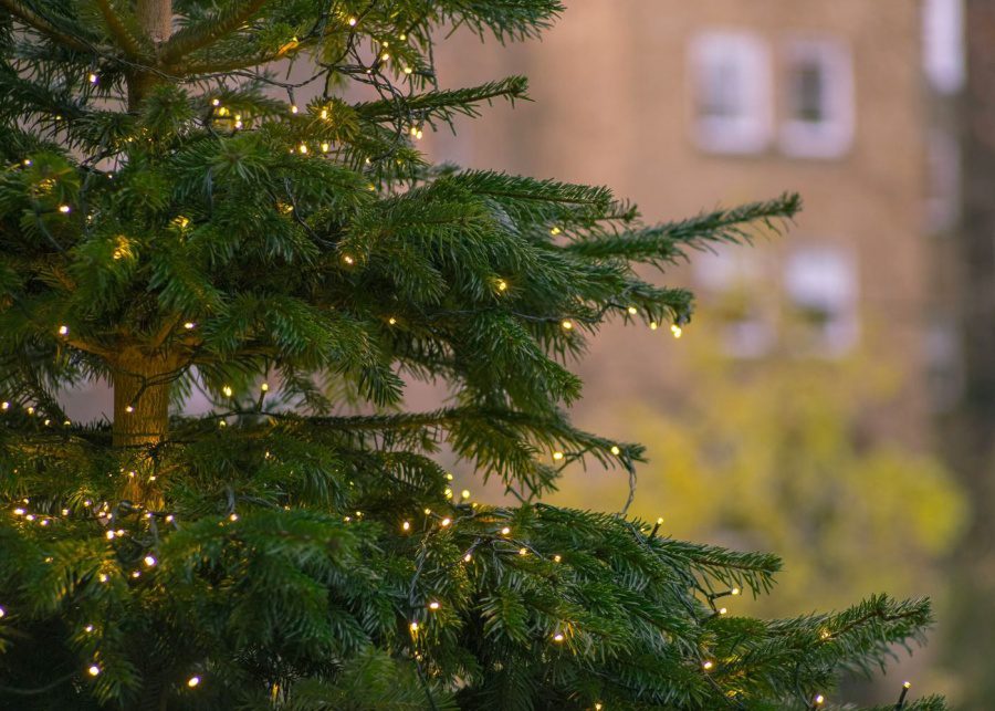 Buy Christmas trees in Hong Kong from these spots