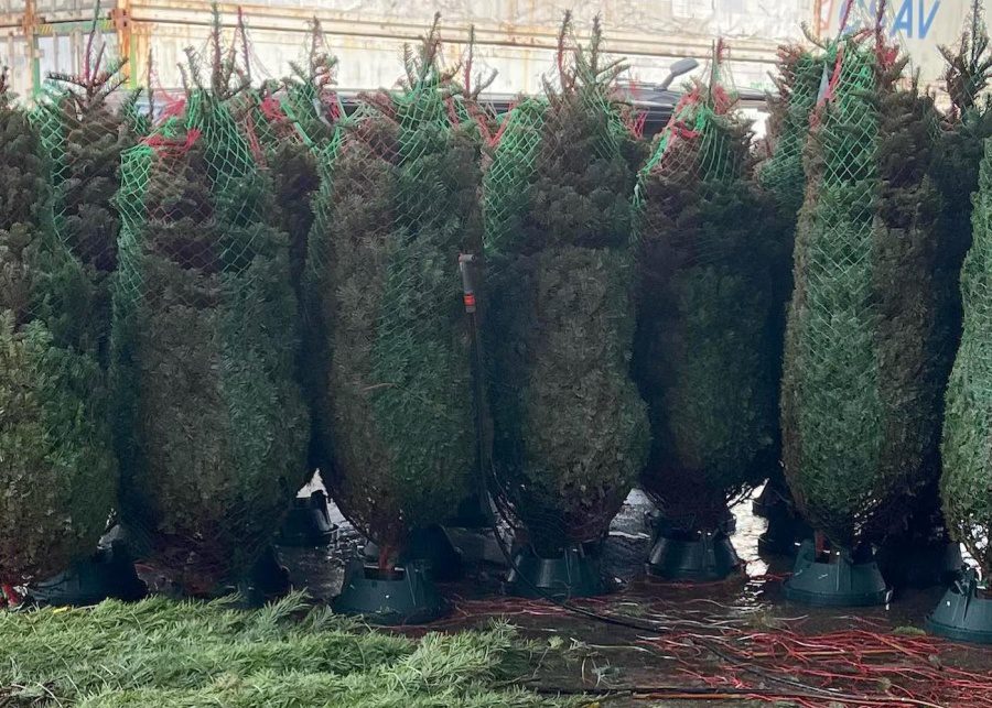 Buy Christmas trees in Hong Kong from these spots