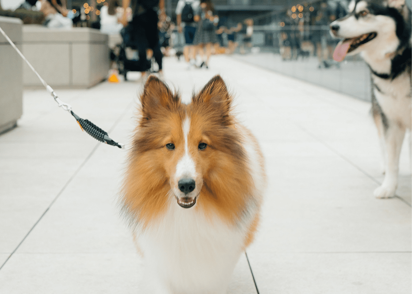 pet-friendly-malls-hong-kong-the-mills