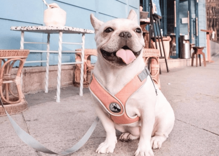 Petfriendly malls in Hong Kong It’s playtime!
