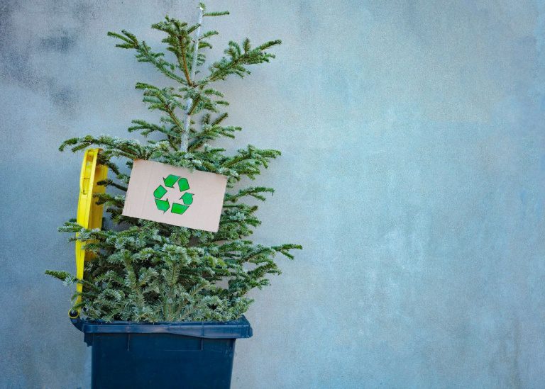 Reduce, reuse, and recycle your Christmas trees in HK | Honeycombers