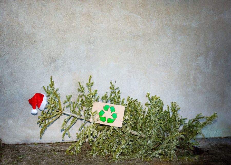 Reduce, reuse, and recycle your Christmas trees in HK