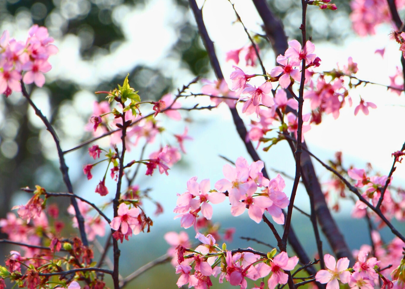Where to see cherry blossoms in Hong Kong and beyond