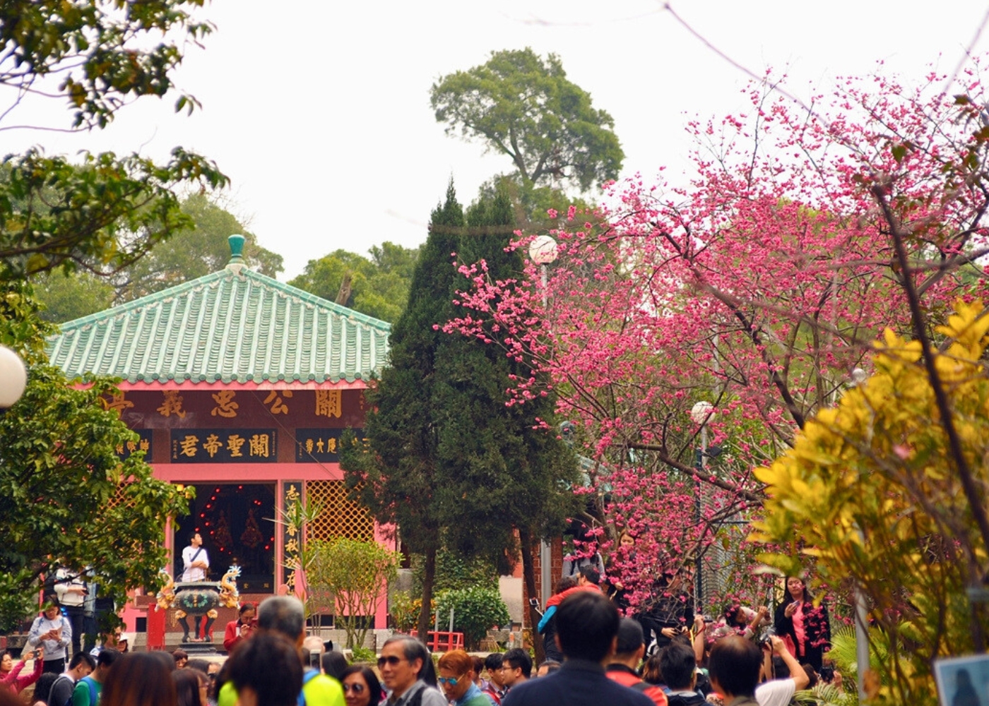 Where to see cherry blossoms in Hong Kong and beyond