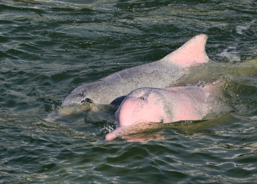 things to do in hong kong dolphin watch