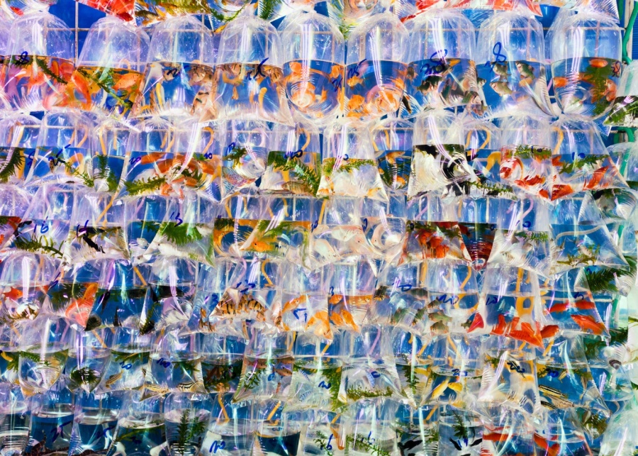 things to do in hong kong goldfish market