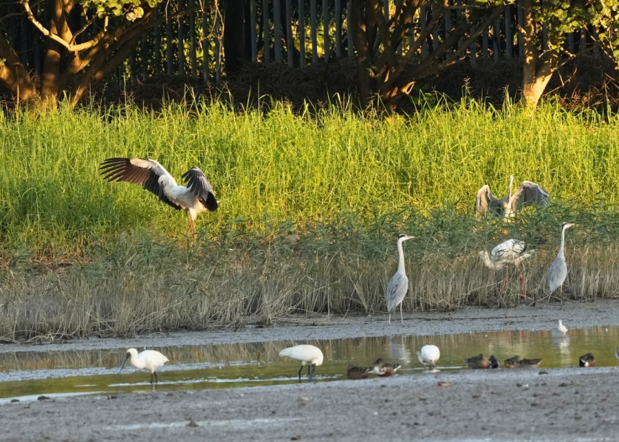 things to do in hong kong wetland park